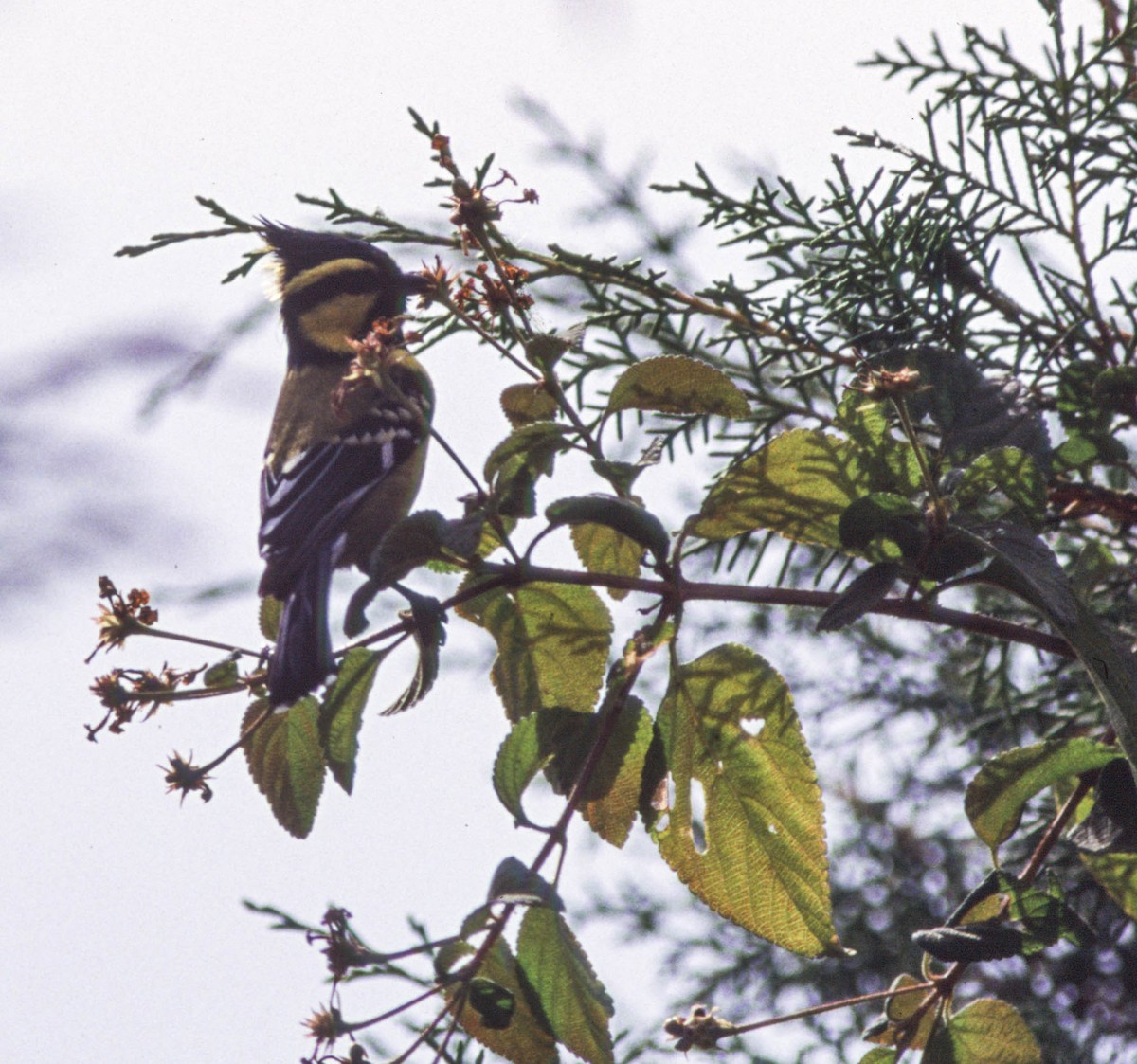 Himalayan Black-lored Tit - ML382825361