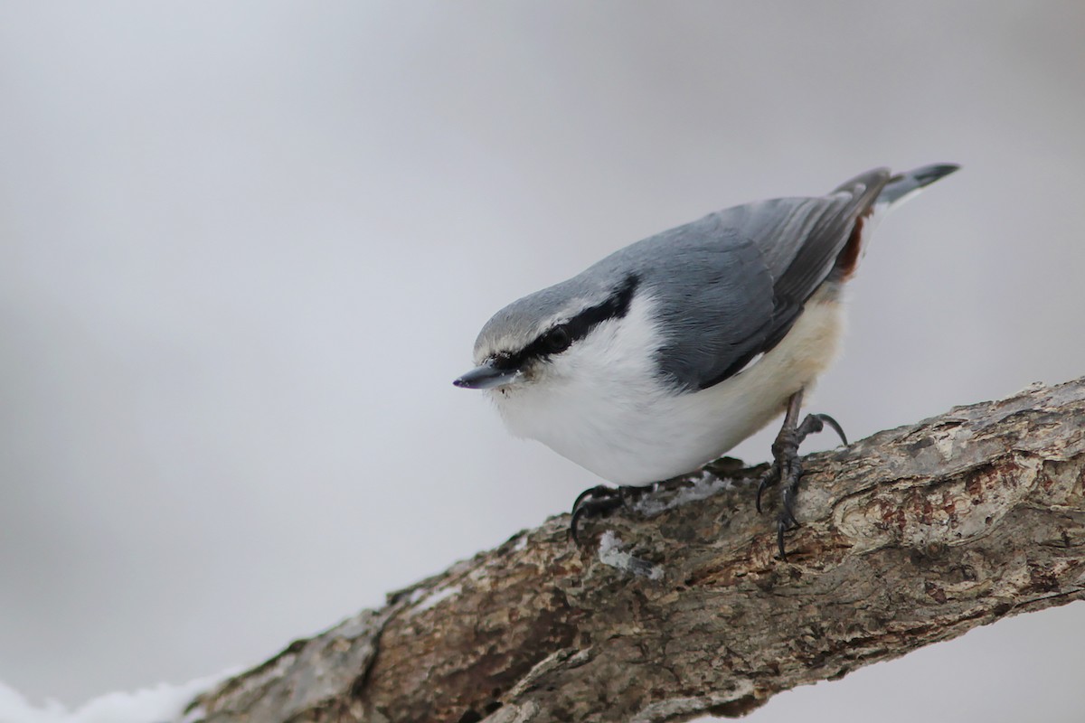 ゴジュウカラ（亜種 シロハラゴジュウカラ） - ML382825401