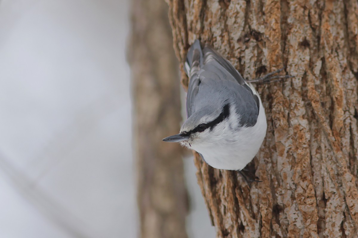 ゴジュウカラ（亜種 シロハラゴジュウカラ） - ML382825411