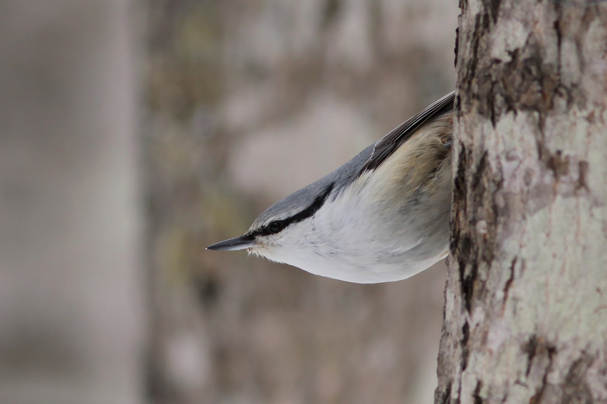 ゴジュウカラ（亜種 シロハラゴジュウカラ） - ML382825421