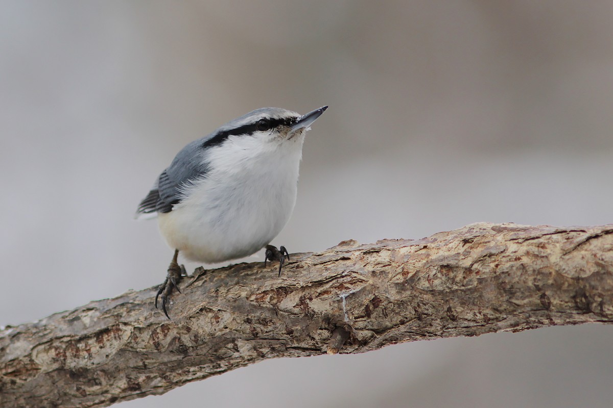 ゴジュウカラ（亜種 シロハラゴジュウカラ） - ML382825431