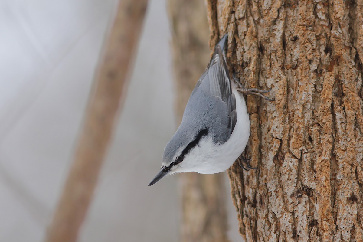ゴジュウカラ（亜種 シロハラゴジュウカラ） - ML382825441