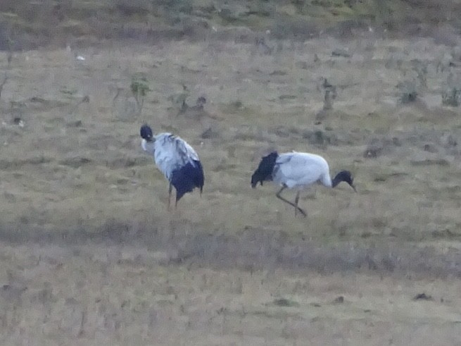 Black-necked Crane - paula sheppard