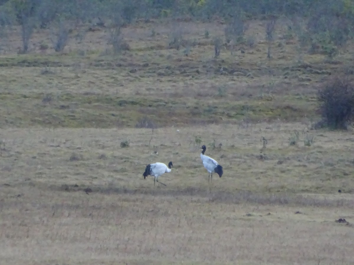 Black-necked Crane - ML382825821