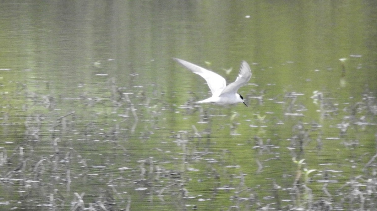 Common Tern - ML382829601