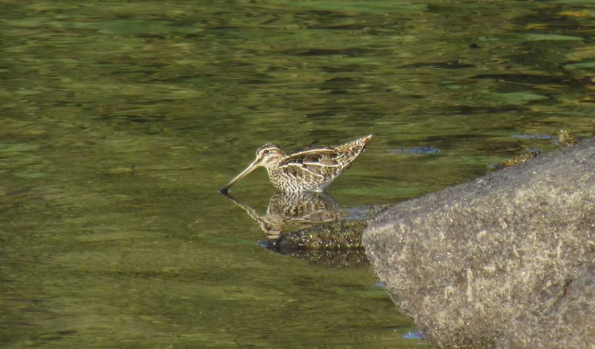 Common Snipe - ML38283501