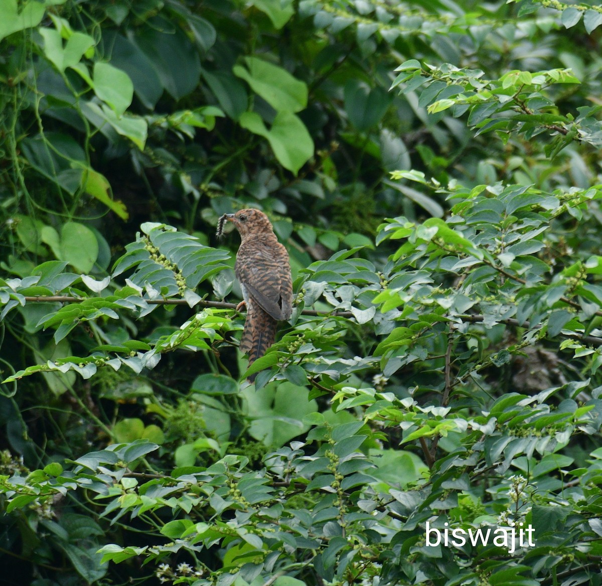 Gray-bellied Cuckoo - ML382836931