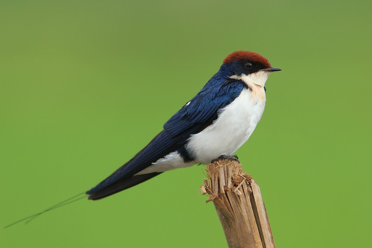 Golondrina Colilarga - ML382837261