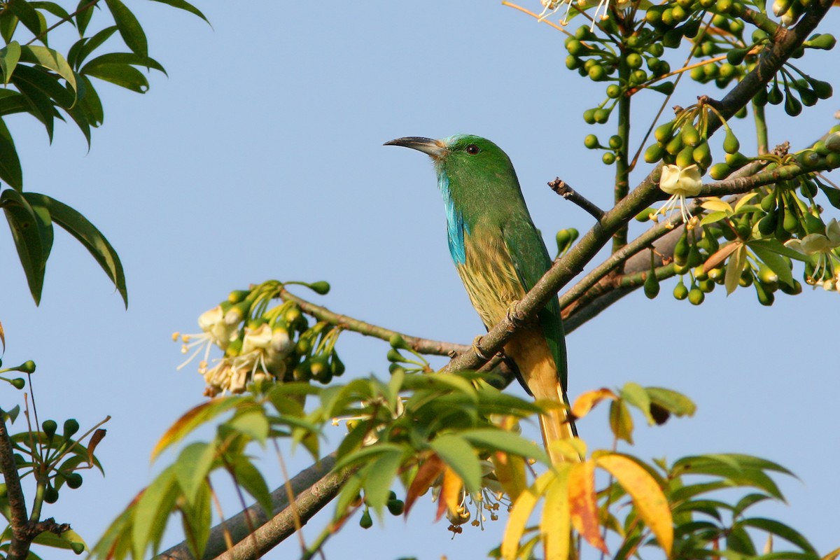 Blue-bearded Bee-eater - Ayuwat Jearwattanakanok