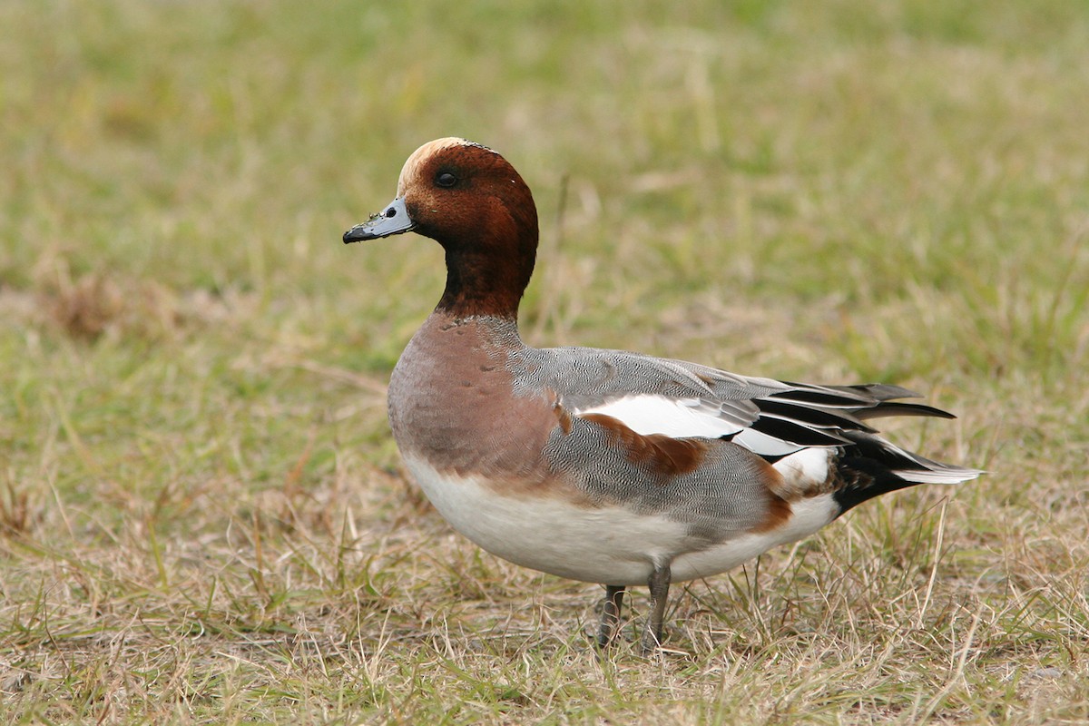 Eurasian Wigeon - ML382842621