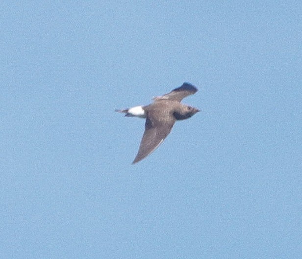 Oriental Pratincole - ML382843041