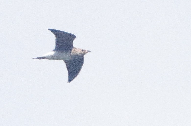 Oriental Pratincole - ML382843111