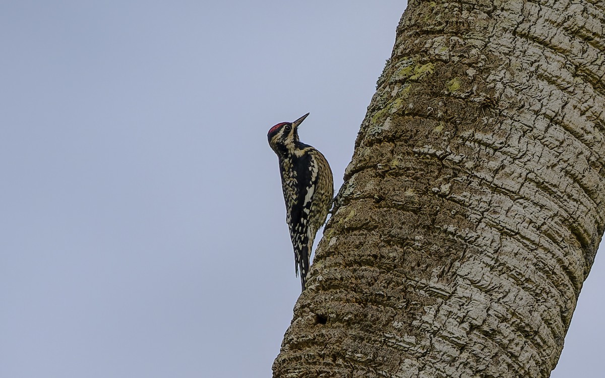 Yellow-bellied Sapsucker - Gary Leavens