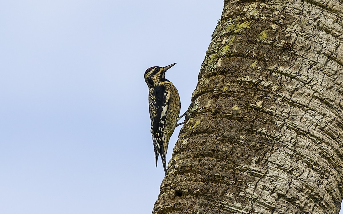 Yellow-bellied Sapsucker - Gary Leavens