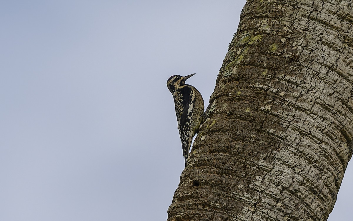 Yellow-bellied Sapsucker - ML382843991