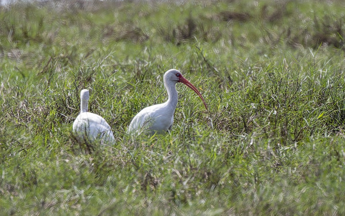 ibis bílý - ML382844421