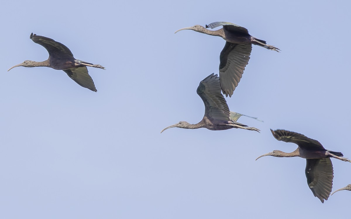 Glossy Ibis - ML382844511