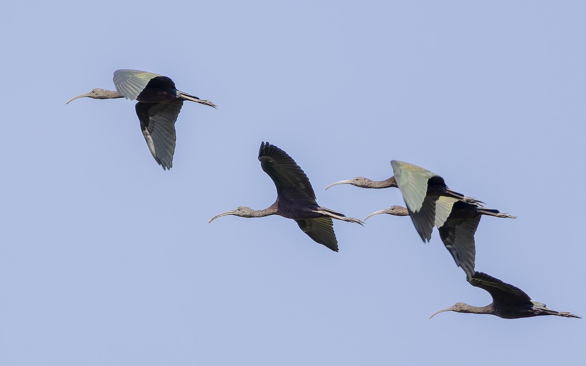 Glossy Ibis - ML382844521