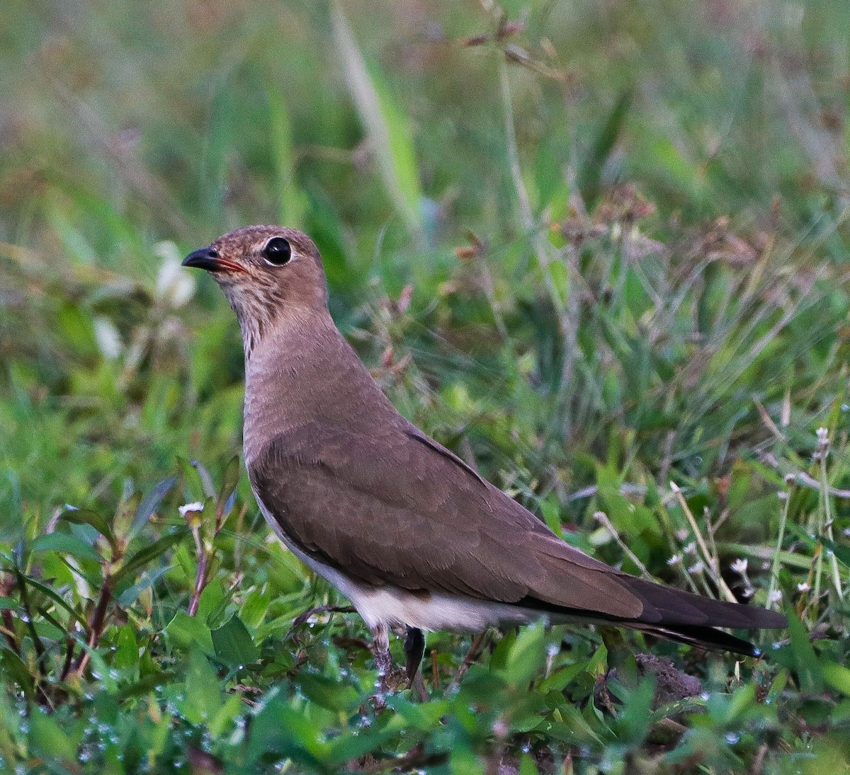 Oriental Pratincole - ML382844531