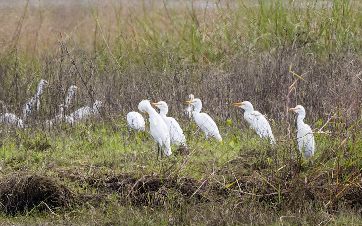 Western Cattle Egret - Gary Leavens