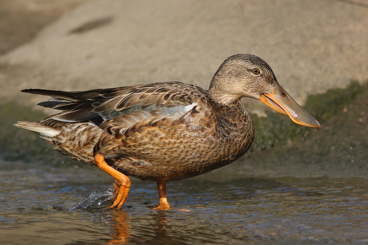 Northern Shoveler - ML382845201