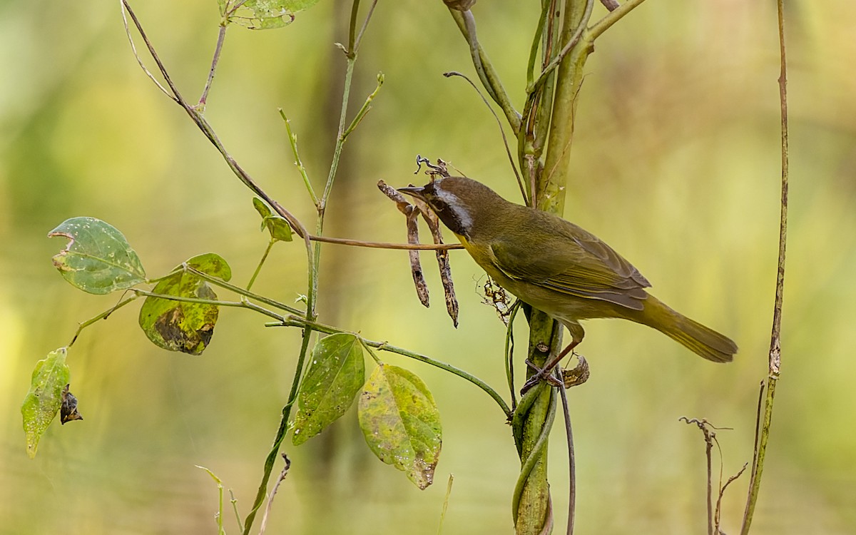 Weidengelbkehlchen - ML382845231