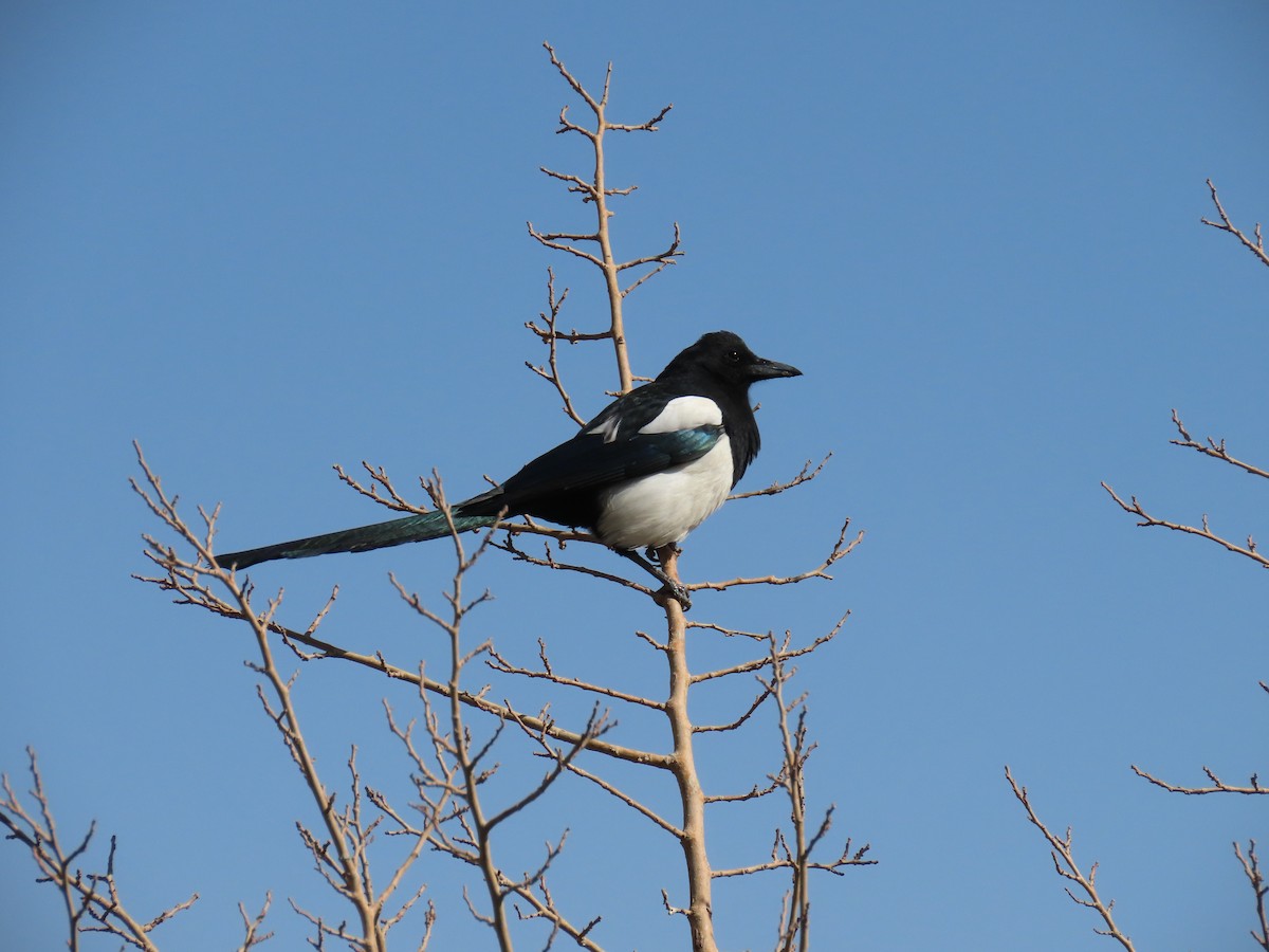 Eurasian Magpie - ML382845421