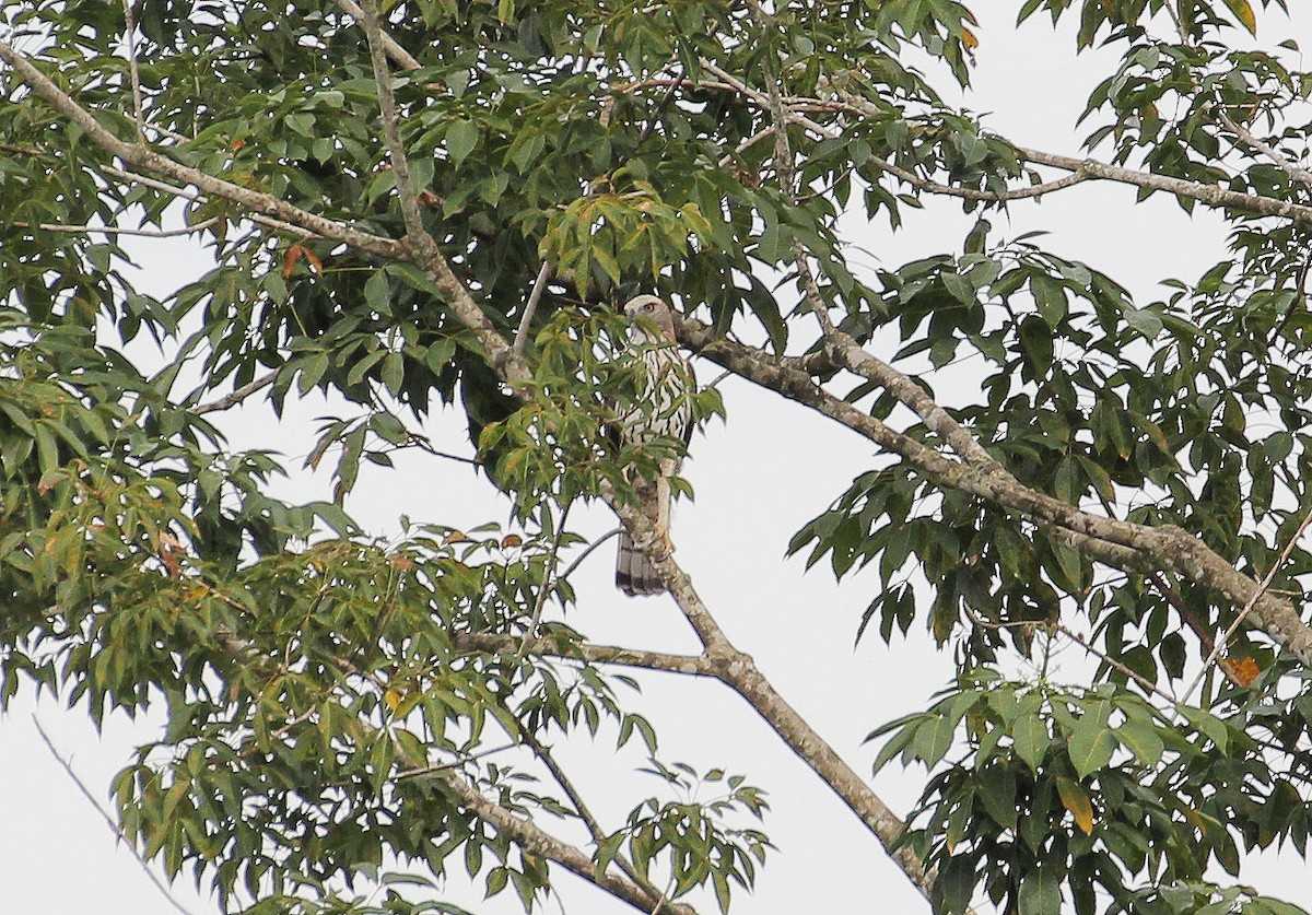 indiaskogørn (limnaeetus gr.) - ML38284551