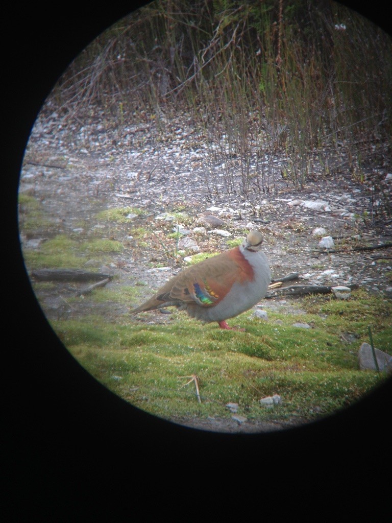 Brush Bronzewing - Jordan Webber