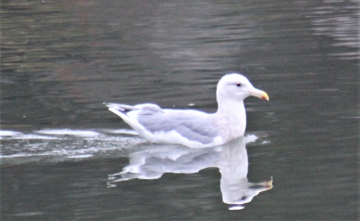 Gaviota Occidental x de Bering (híbrido) - ML382846051