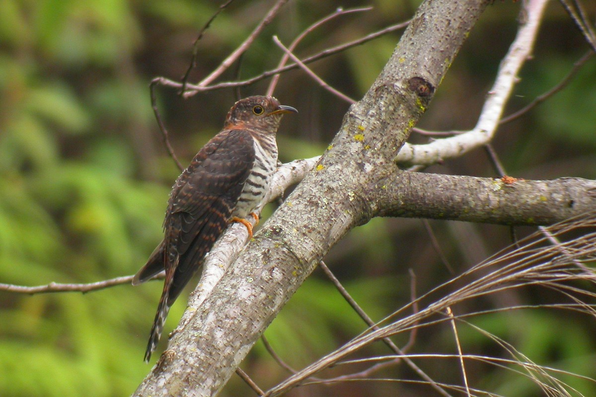 Lesser Cuckoo - ML382846221