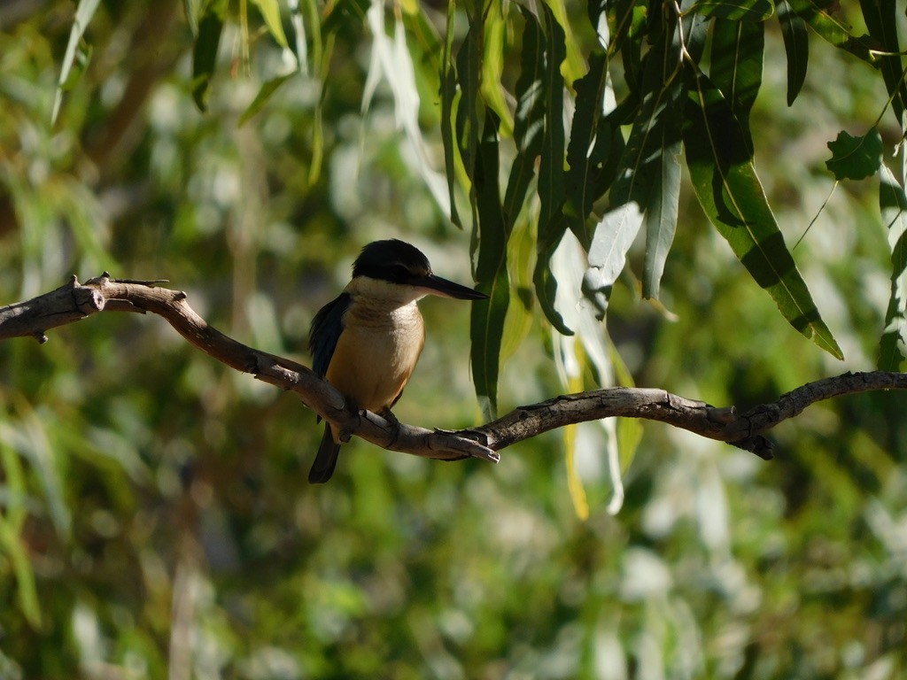 Sacred Kingfisher - ML382846811