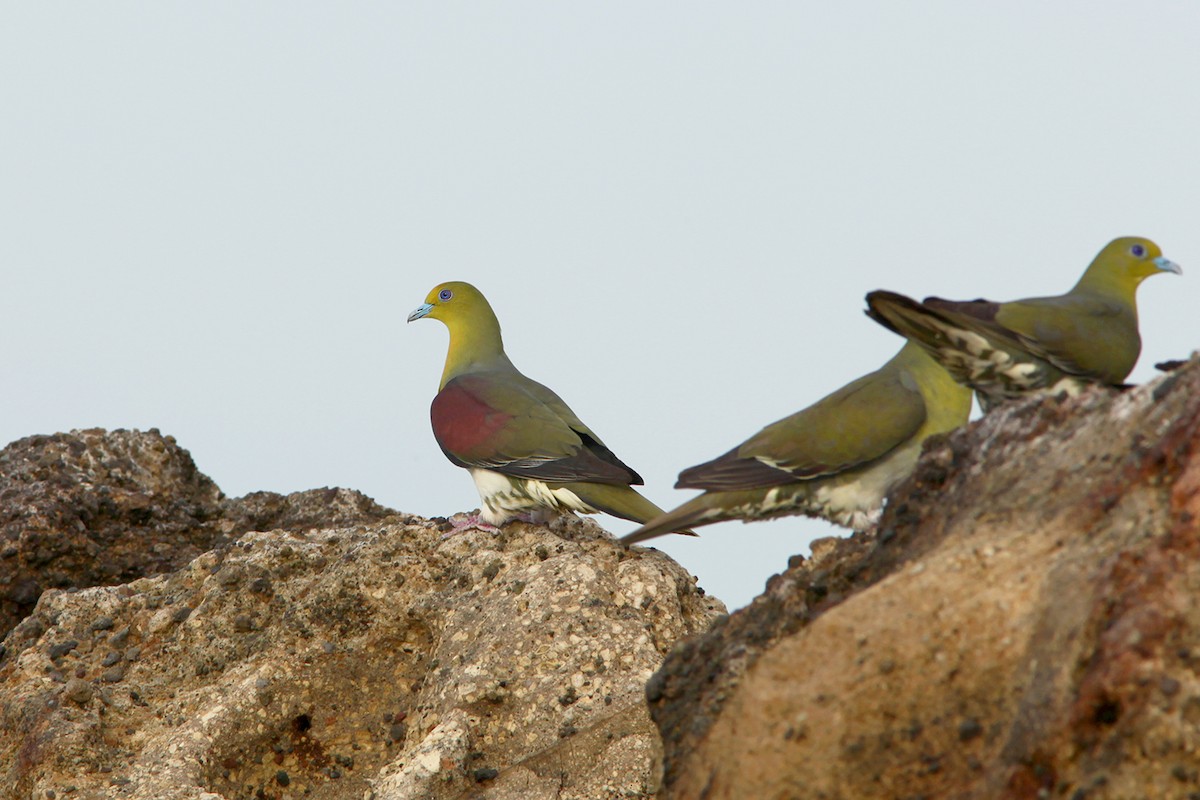 White-bellied Green-Pigeon - ML382847131