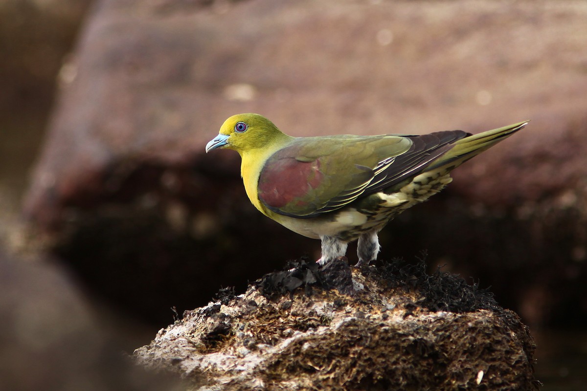 White-bellied Green-Pigeon - Ayuwat Jearwattanakanok