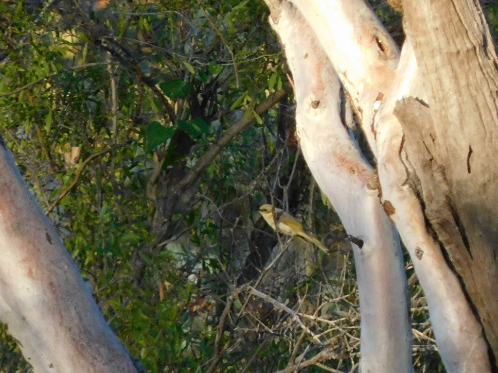 Gray-fronted Honeyeater - ML382847961