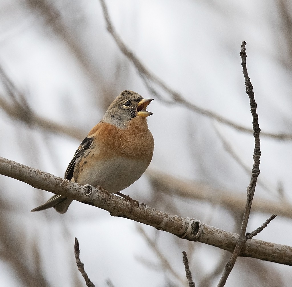 Brambling - ML382849961