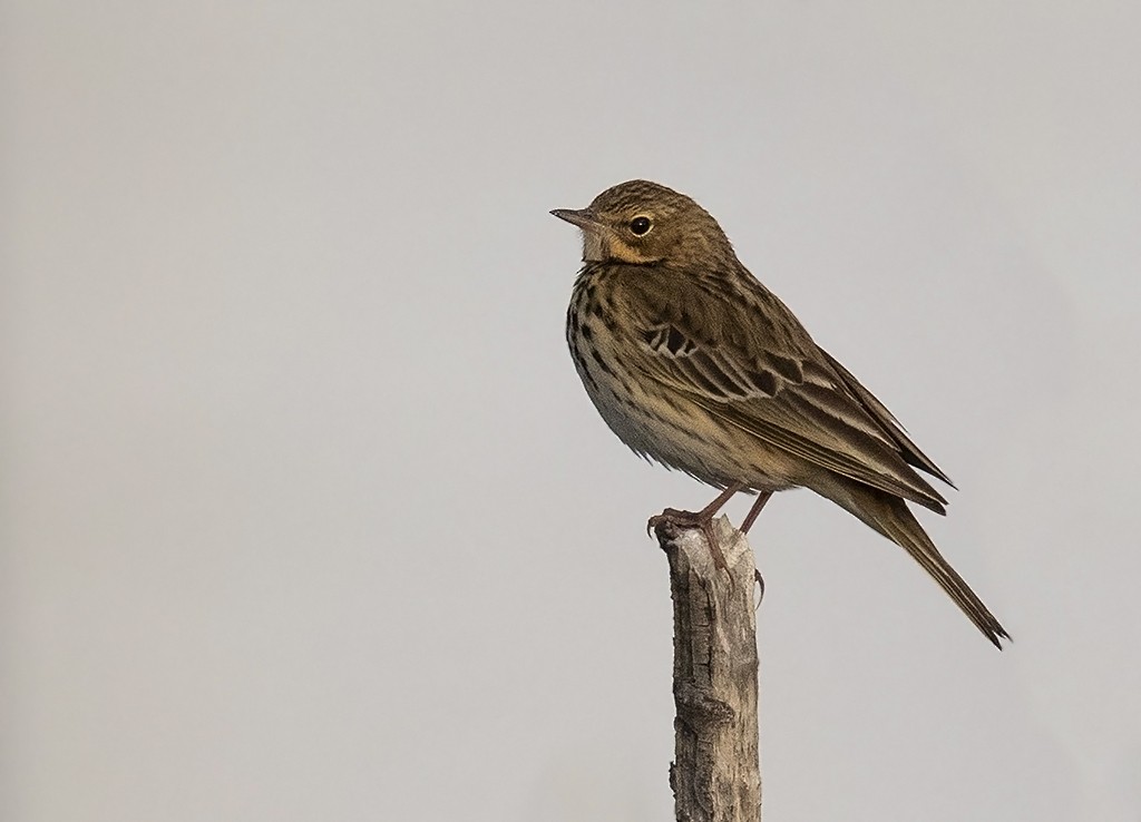 Tree Pipit - Alex Máni Guðríðarsson