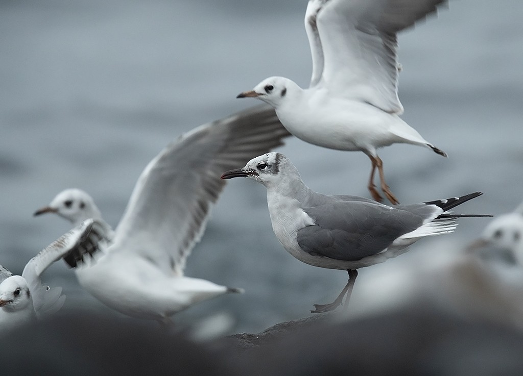 Laughing Gull - ML382850371