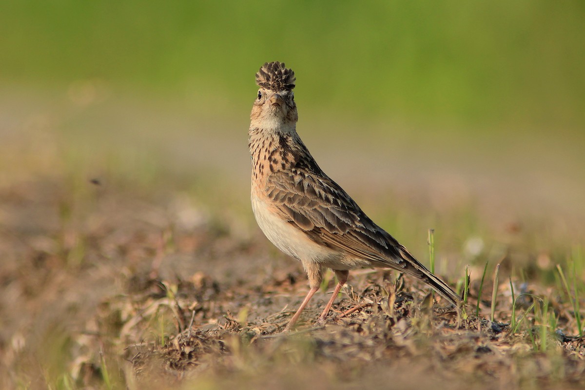 Eurasian Skylark (Far Eastern) - ML382850631