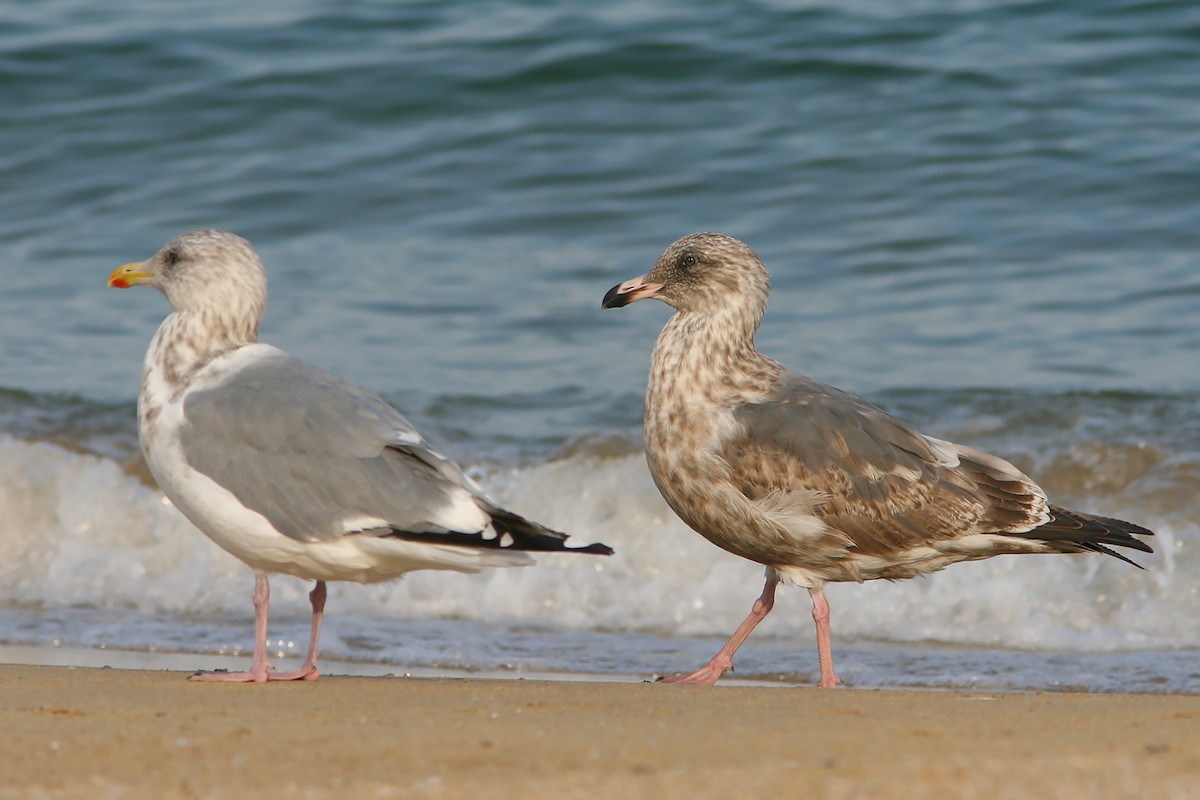 Gaviota de Kamchatka - ML382851061