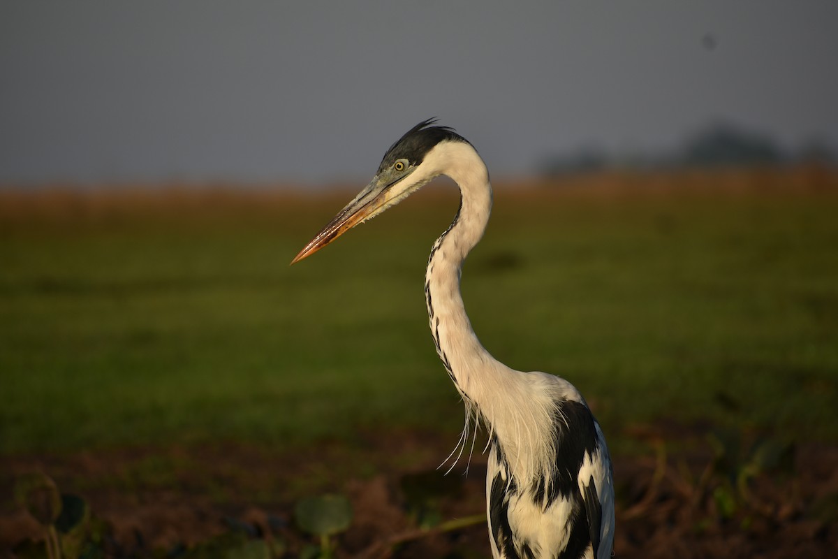 Cocoi Heron - ML382851541