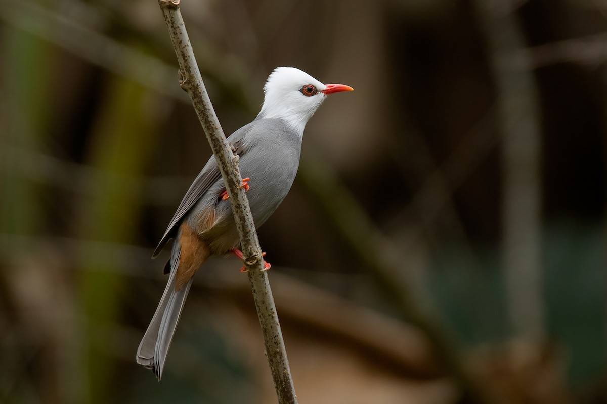 White-headed Bulbul - ML382851831