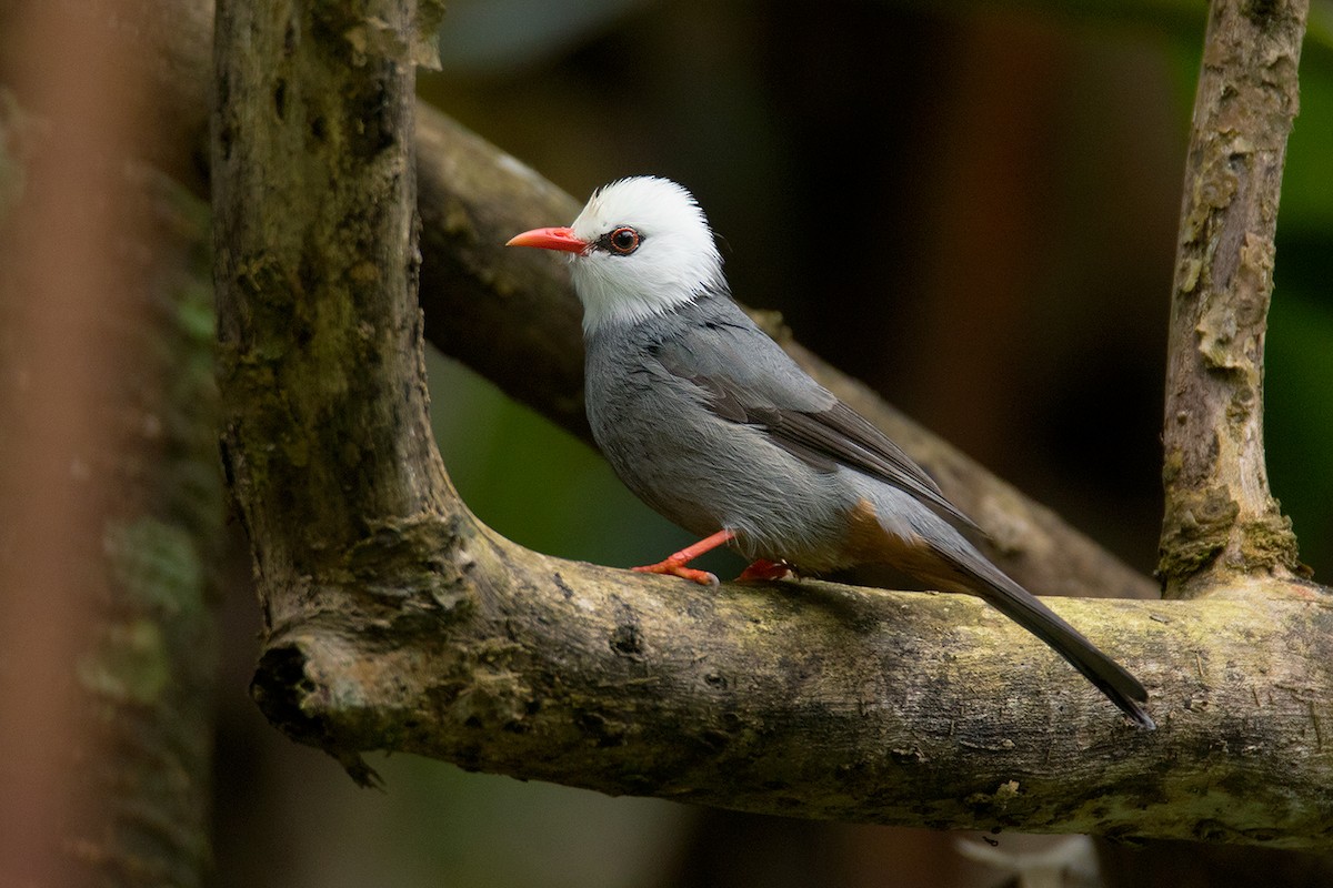 Bulbul à tête blanche - ML382851851