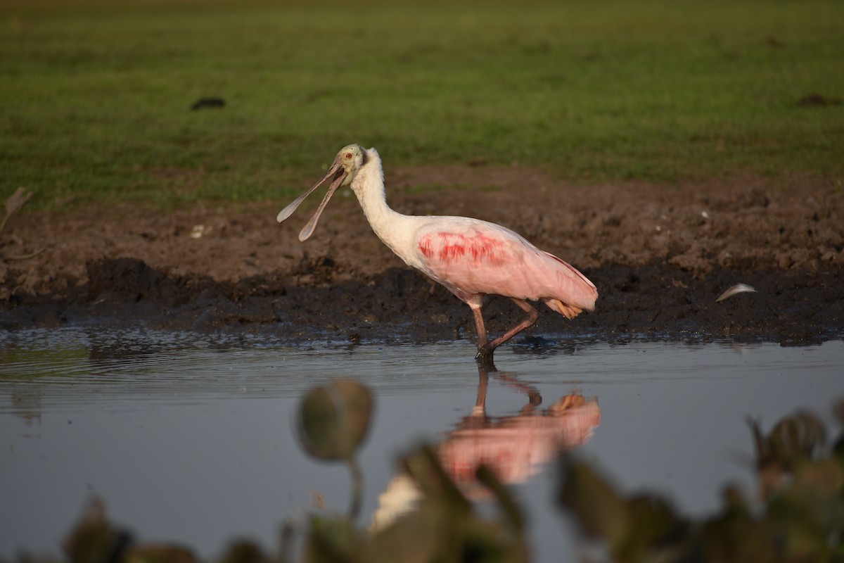 Roseate Spoonbill - ML382851891