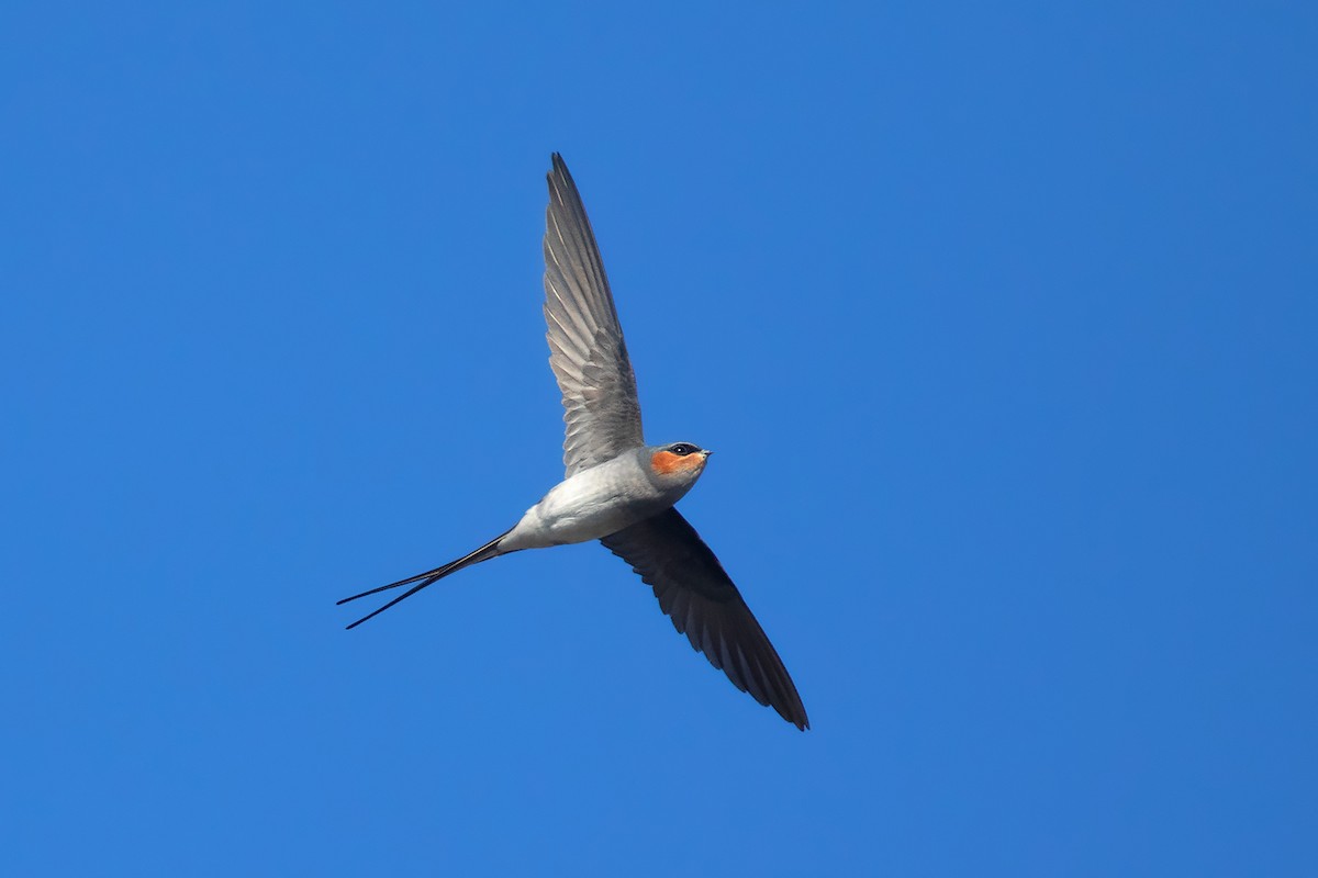 Crested Treeswift - Ayuwat Jearwattanakanok