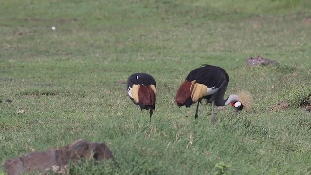 Gray Crowned-Crane - ML382852261