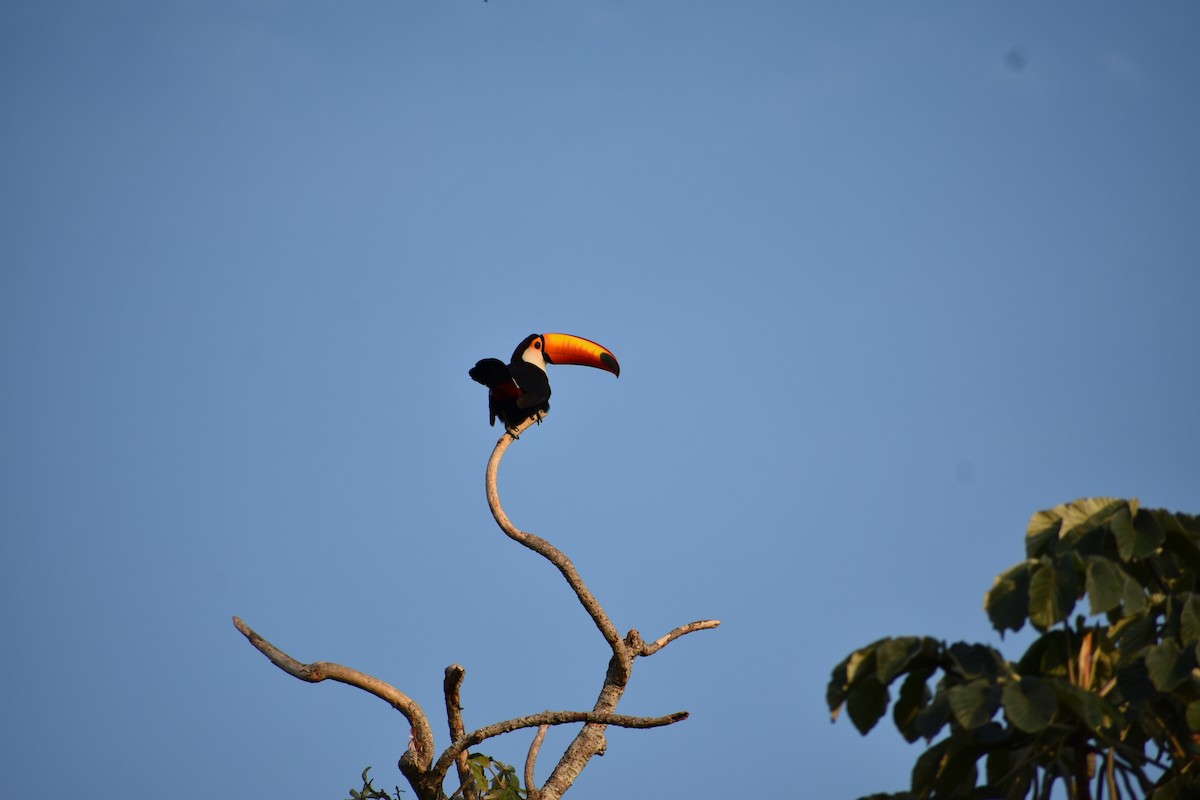 Toco Toucan - ML382852411