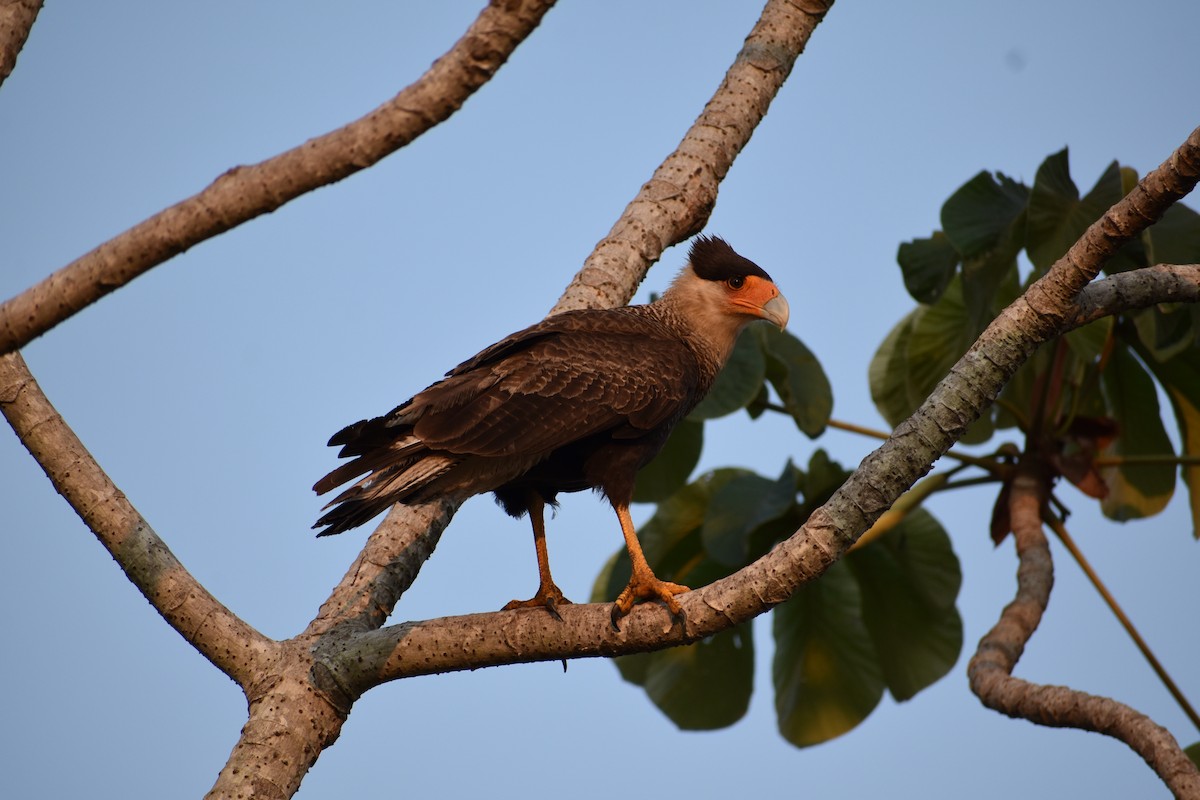 Crested Caracara - ML382852911