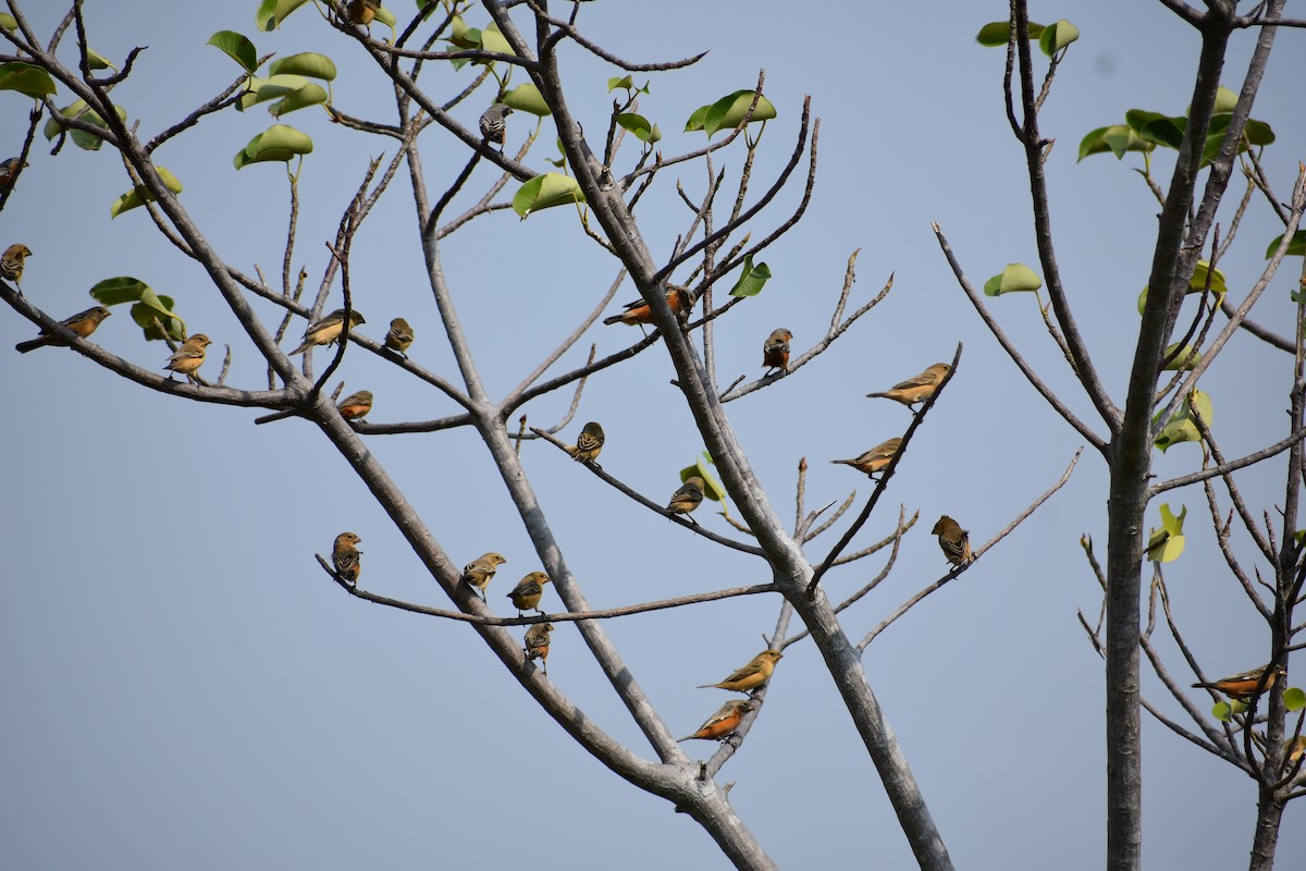Dark-throated Seedeater - ML382853111