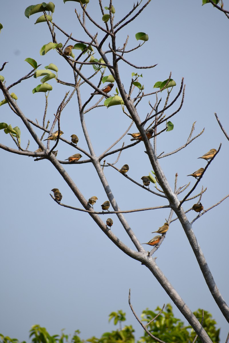 Dark-throated Seedeater - ML382853201